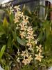 Holcoglossum subulifolium x Vanda miniata